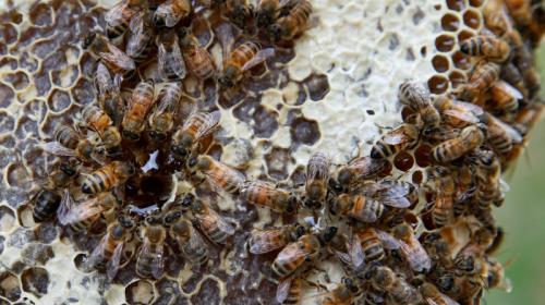 Arrestan a dos niños por matar de medio millón de abejas en EE.UU.