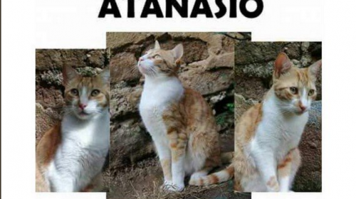 Buscan a "Ata", un gato perdido que enamoraba a las "mishitas"