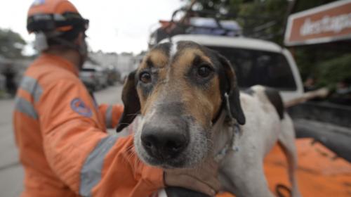 Fiel hasta la muerte: perro no abandonó a sus dueños durante tragedia