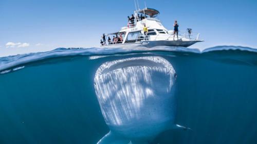 La sorprendente fotografía de un tiburón ballena cerca de un barco