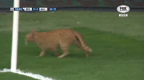 ¡Insólito! Un gato detuvo el partido Besiktas vs. Bayern Munich