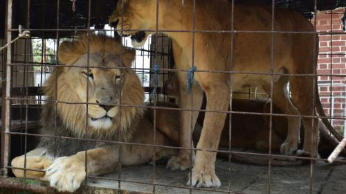 Circo entrega dos leones y serán albergados en el zoológico La Aurora