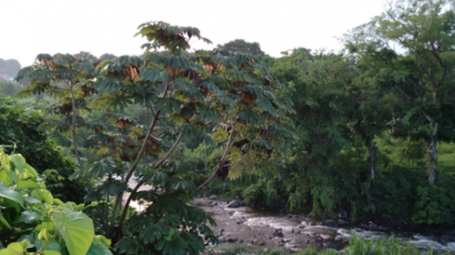 Intensa búsqueda de un niño que fue arrastrado por un río en Escuintla