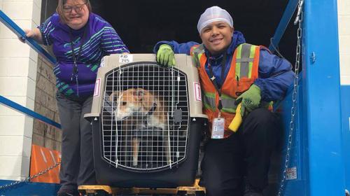 "Queso", el perro que viajó de Guatemala al Norte, ahora es feliz