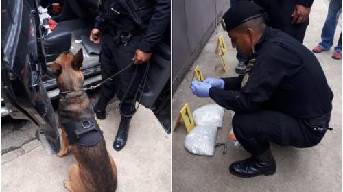 "Pluto", el perro policía que localizó droga en la zona 14