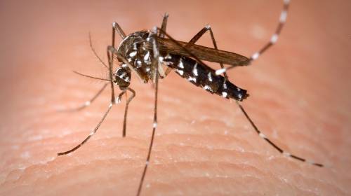 ¡Adiós Zika! El mosquito del dengue huye si escucha esta canción