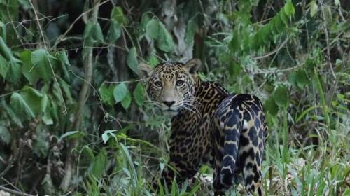 La historia del majestuoso jaguar fotografiado en Tikal