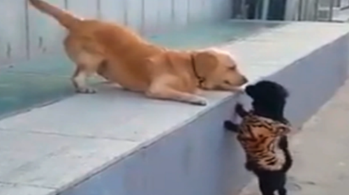 Tierna reacción de un perro tras recibir su primer beso 