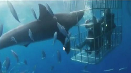 Tiburón muere desangrado, tras atascarse en jaula de turistas