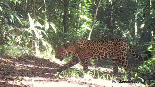 Captan a pareja de jaguares en la Reserva de la Biosfera Maya