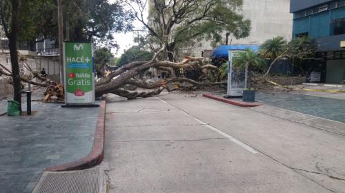 Carro se salvó de ser aplastado por un árbol en la zona 10