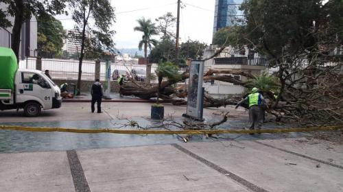 Fuerte viento derriba un enorme árbol en la zona 10