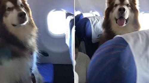 Perro viajando en avión derrite a las redes y se viraliza