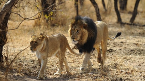 Video: el gran susto que se lleva un león al despertar a leona