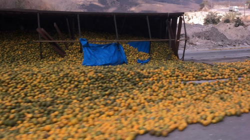 Las naranjas "saladas" que no logran llegar a su destino