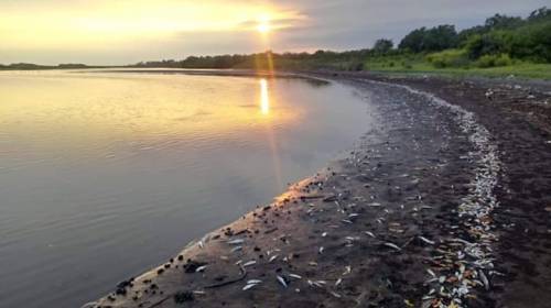 Gobierno culpa a camaroneros por muerte de peces en Escuintla