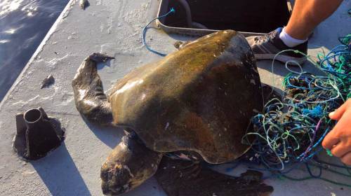 Liberan a tortuga de una red de pescadores en alta mar