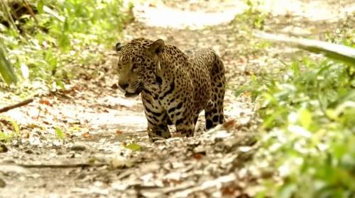 Las impresionantes fotografías de un jaguar paseando en Petén
