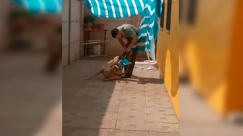 Video: un policía rescata a un perro enredado en una tela