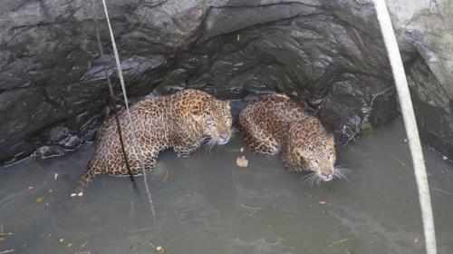 Dramático rescate de dos leopardos que cayeron a un pozo 