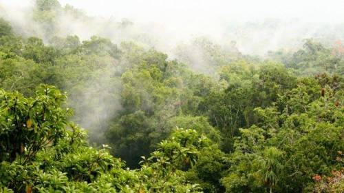 ¿Cómo están los bosques en Guatemala? Mapa satelital lo revela 