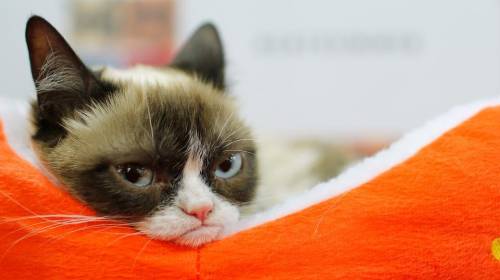 Adiós a Grumpy Cat, la gata más popular y enojada de Internet