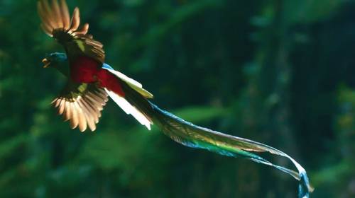 National Geographic destaca secuencia del vuelo del quetzal 