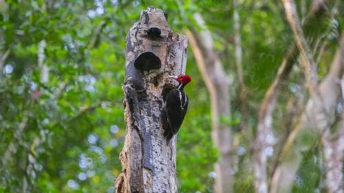 Así construye un pájaro carpintero su hogar en la selva petenera