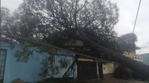 Reportan árboles caídos en diferentes puntos del país