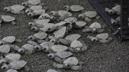 Sorprendente liberación de más de 2 mil tortugas en el Pacífico