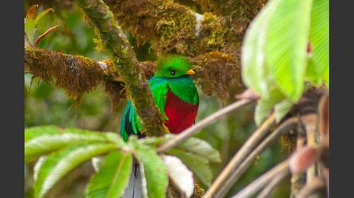 Captan en video a Quetzal anidando en bosque nuboso