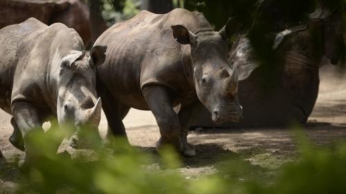 ¡Rinocerontes! Los nuevos inquilinos del Zoológico La Aurora