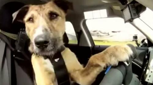 Dejan a un perro dentro de vehículo y causa desastres al volante 