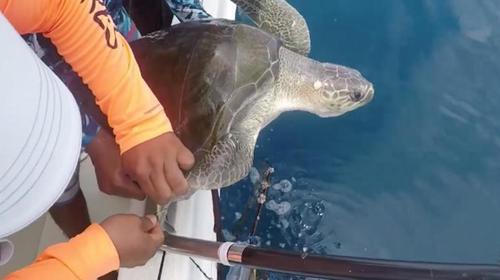 Pescadores vuelven a rescatar a tortuga enredada en plástico