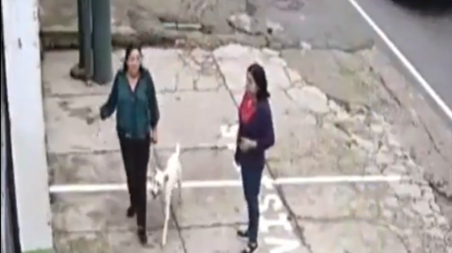 Mujeres abandonan a perro en la ruta Interamericana