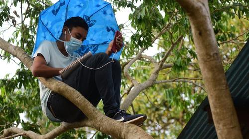 Universitario trepa un árbol para estudiar y conmueve a Bukele