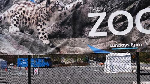 Tigres y leones del Zoo del Bronx tienen coronavirus 