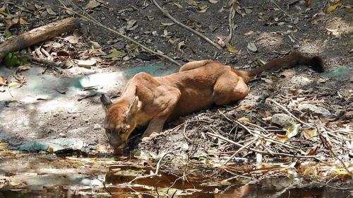 Video: Captan a puma cuando saciaba su sed en la selva de Petén