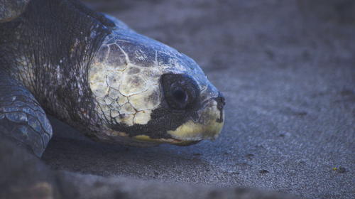 Rescatan a tortuga atrapada en una red y botellas de plástico