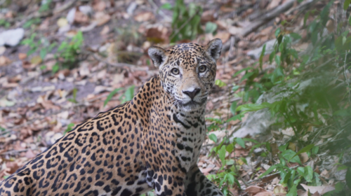 El encuentro de un fotógrafo con un jaguar en la selva de Petén