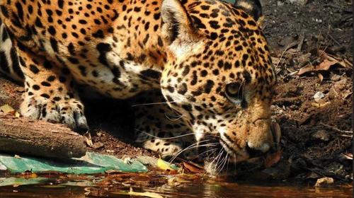 Conservacionista denuncia amenazas de cazadores furtivos en Petén