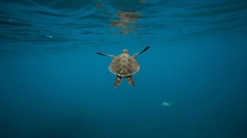 Liberan a tortuga marina verde en área protegida de Izabal