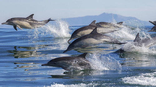 La historia detrás del avistamiento de delfines en el Puerto
