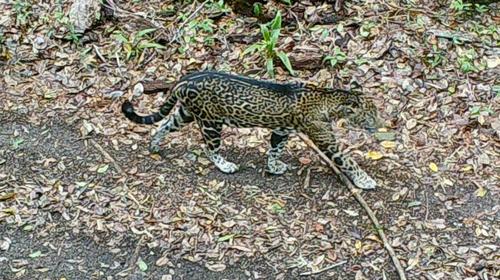 Jaguar y puma son captados por cámara trampa en la selva petenera
