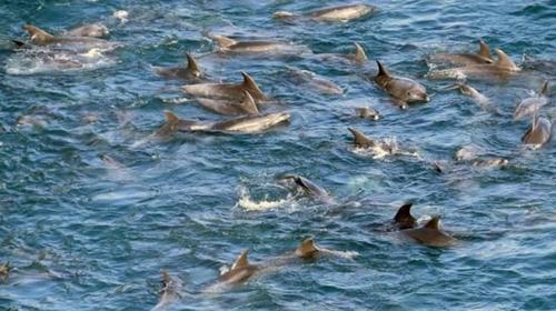 Reportan avistamiento de delfines en el Puerto de San José