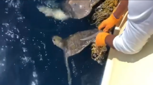 Pescadores rescatan tortugas enredadas en aguas del Pacífico