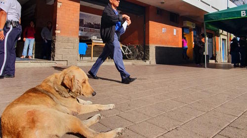 Alimentar a un perro callejero: la orden de un nuevo alcalde