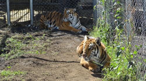 Tigres y leones rescatados de circos guatemaltecos irán a África