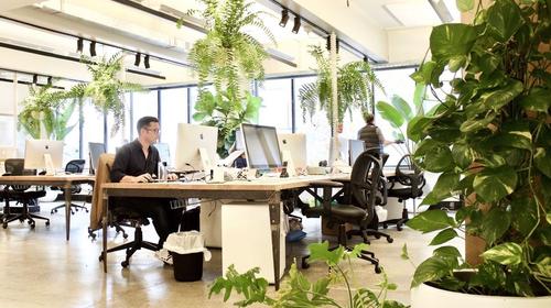 Tener plantas en tu lugar de trabajo ¿reduce el estrés?