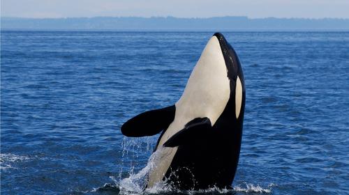 ¡Sorprendente! Captan ballenas orcas en aguas del Pacífico